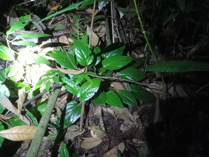 Homalomena nathanielii photo 2