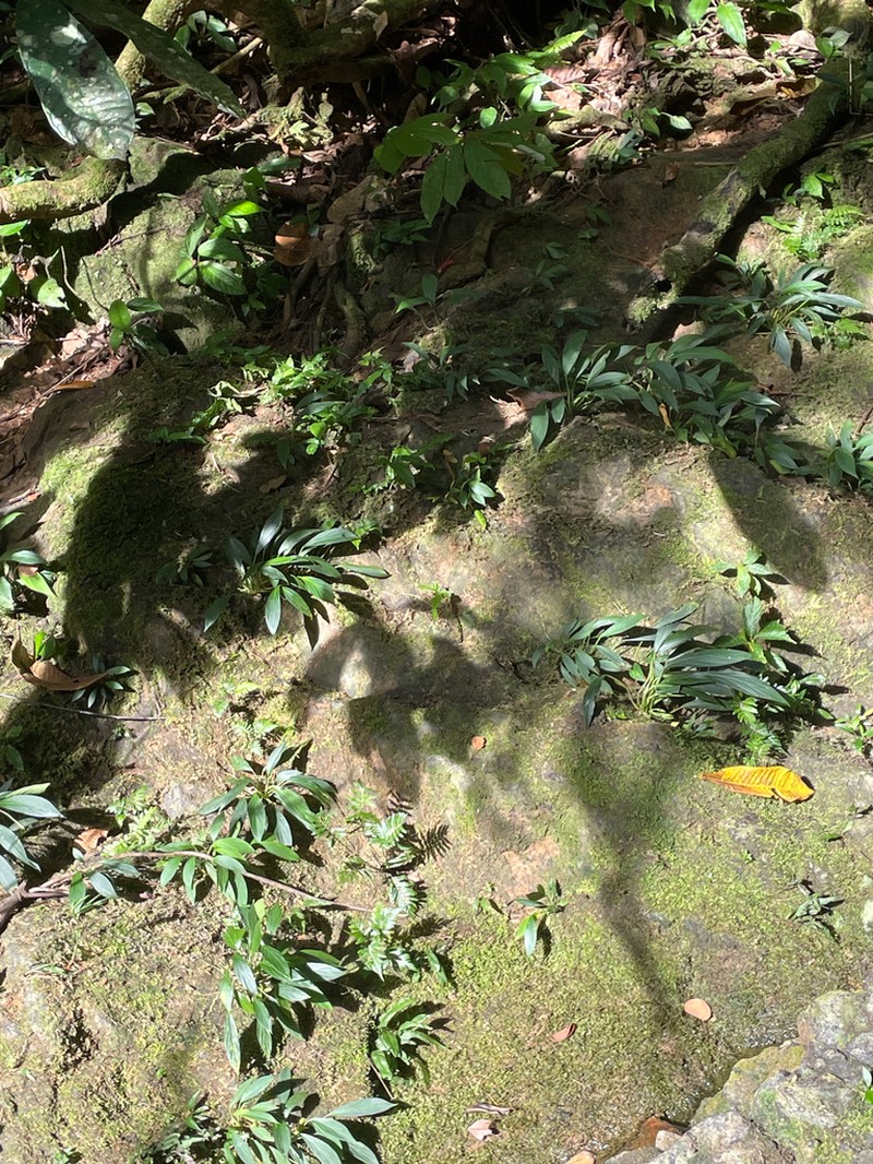 Homalomena plicata