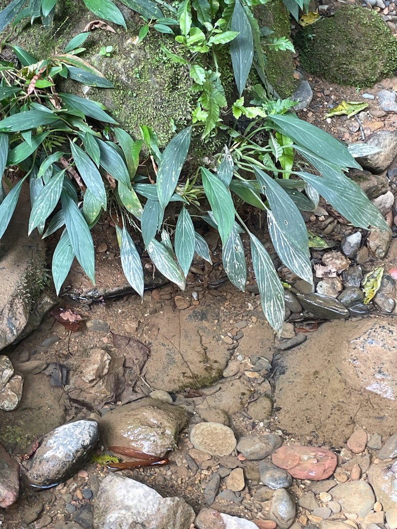 Homalomena plicata photo 2