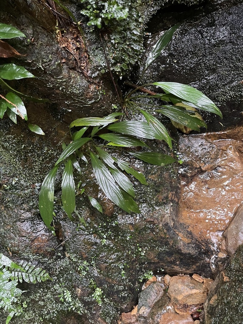 Homalomena plicata photo 3