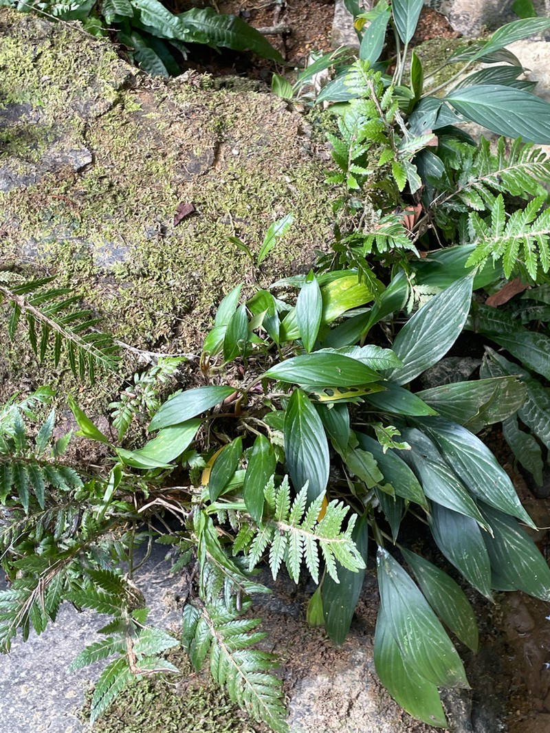 Homalomena plicata photo 4