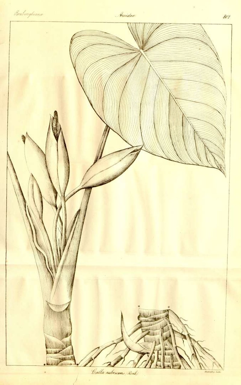 Homalomena rubescens