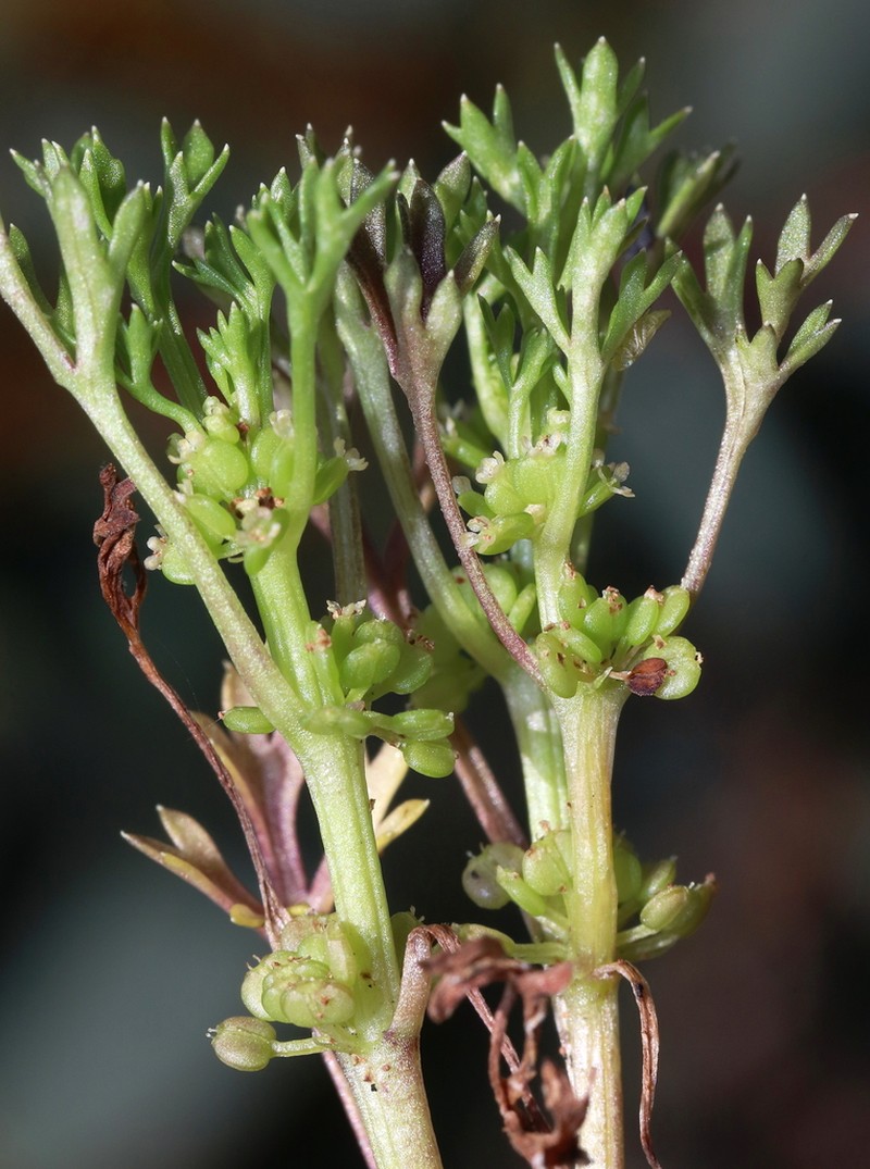 Homalosciadium homalocarpum