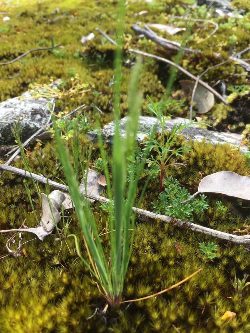Homalosciadium homalocarpum photo 2