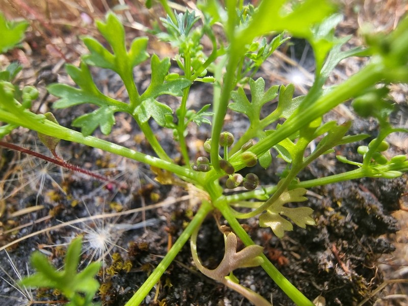 Homalosciadium homalocarpum photo 3