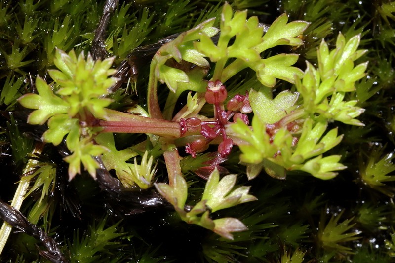 Homalosciadium homalocarpum photo 4