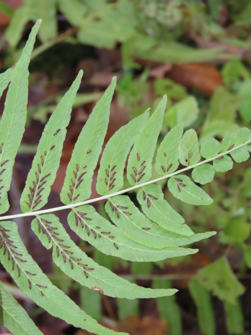 Glade Fern