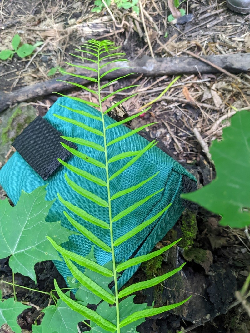 Glade Fern photo 2