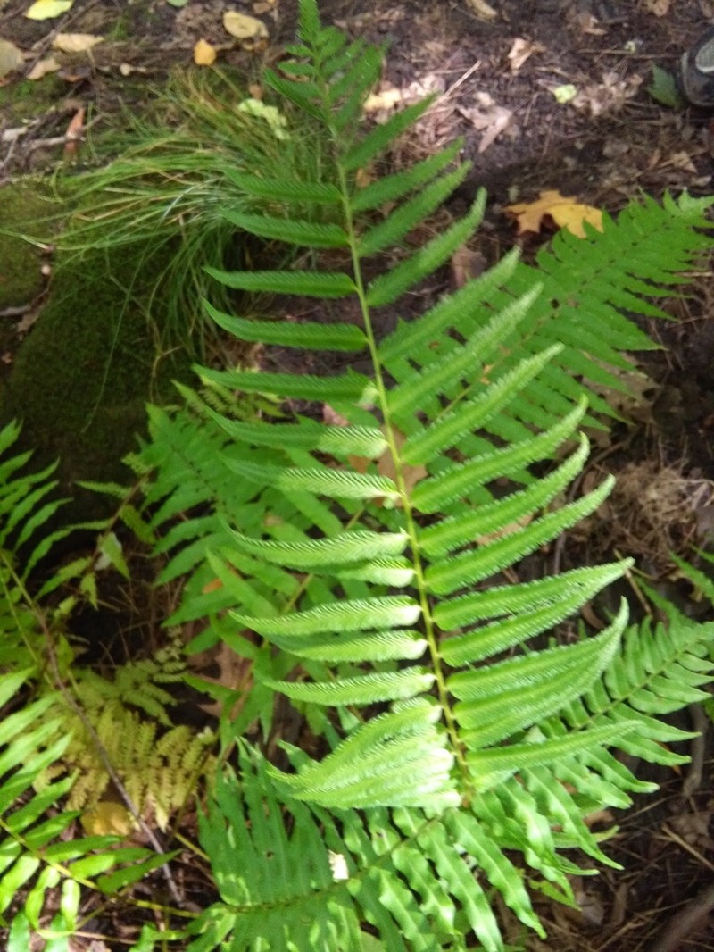 Glade Fern photo 3