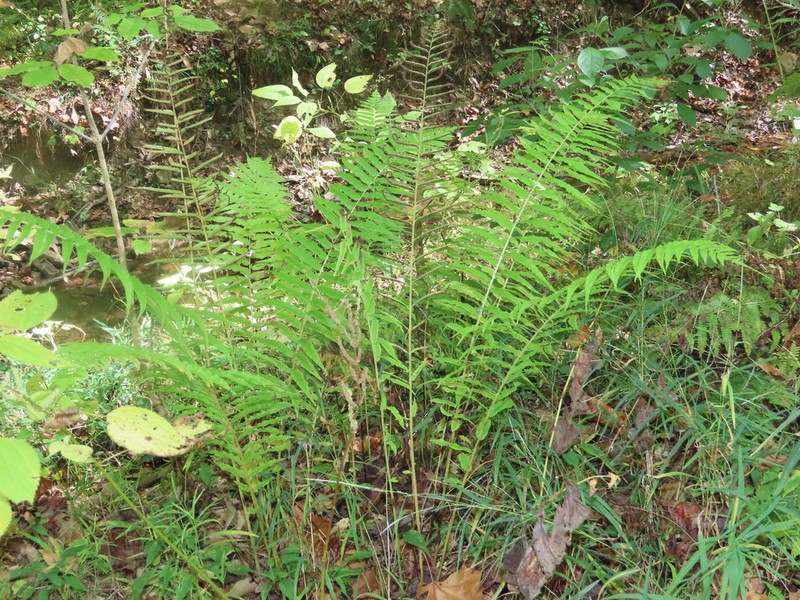 Glade Fern photo 4