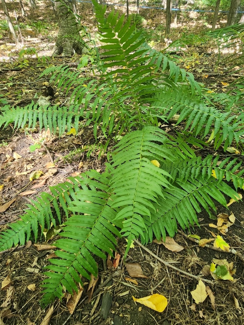 Glade Fern photo 5