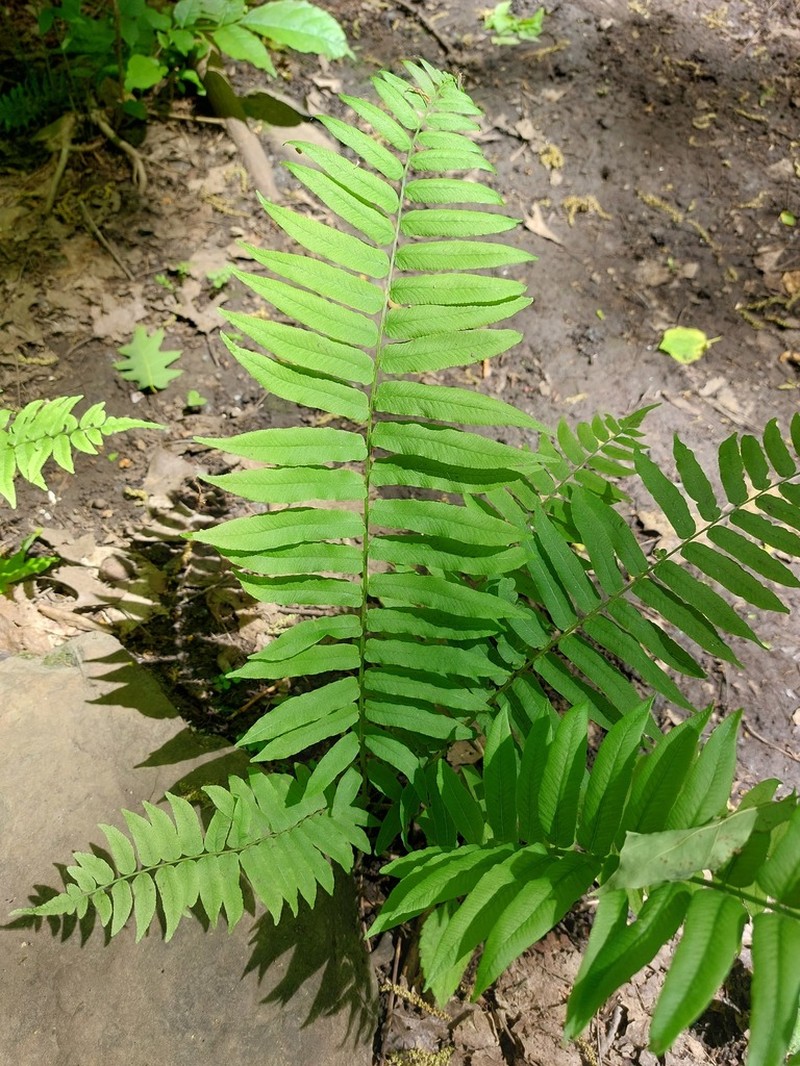Glade Fern photo 6