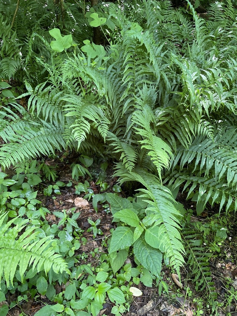 Glade Fern photo 7