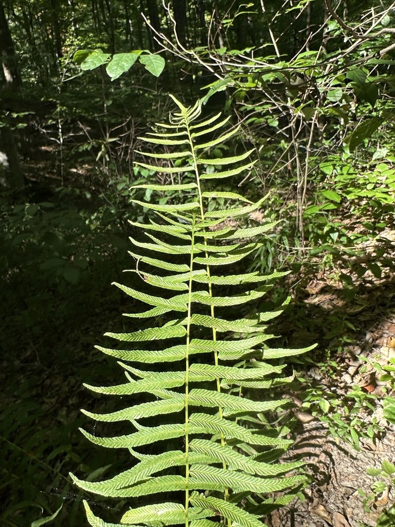 Glade Fern photo 8