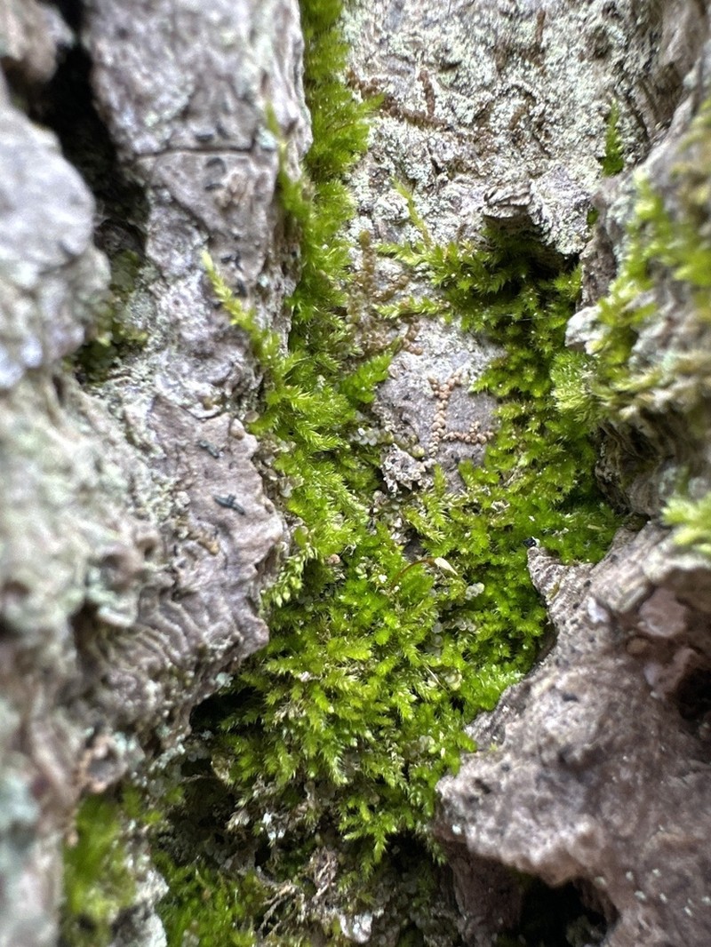 Homalotheciella Moss