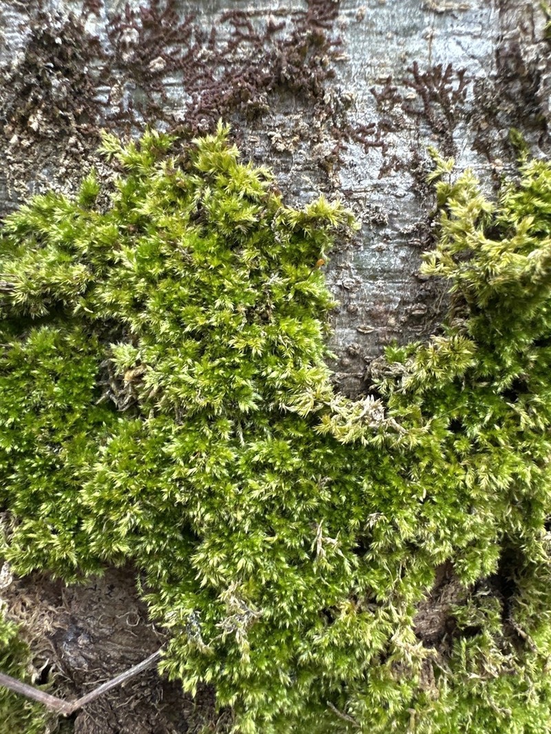 Homalotheciella Moss photo 2