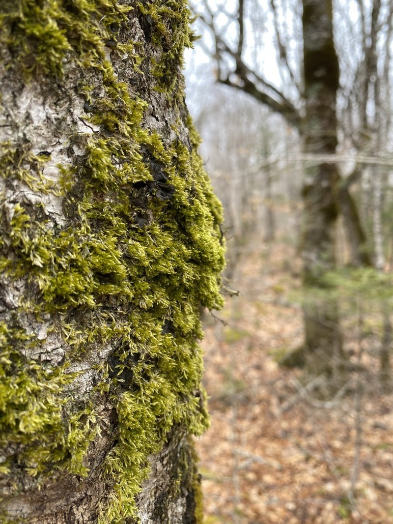 Homalotheciella Moss photo 3
