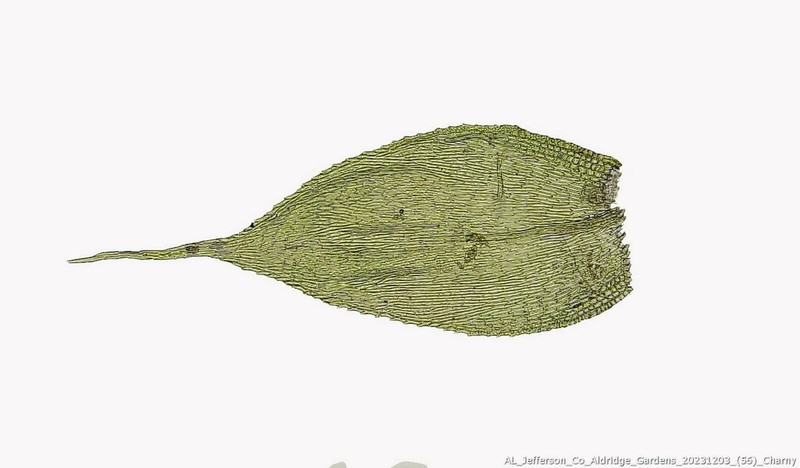 Homalotheciella Moss photo 4