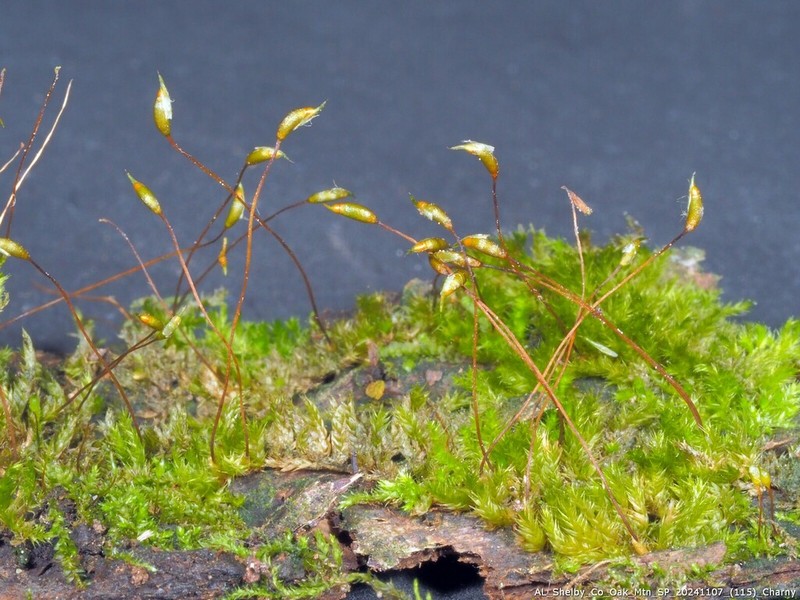 Homalotheciella Moss photo 5