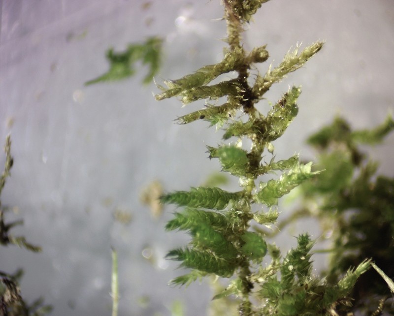 Homalotheciella Moss photo 6