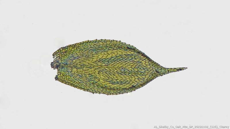 Homalotheciella Moss photo 7