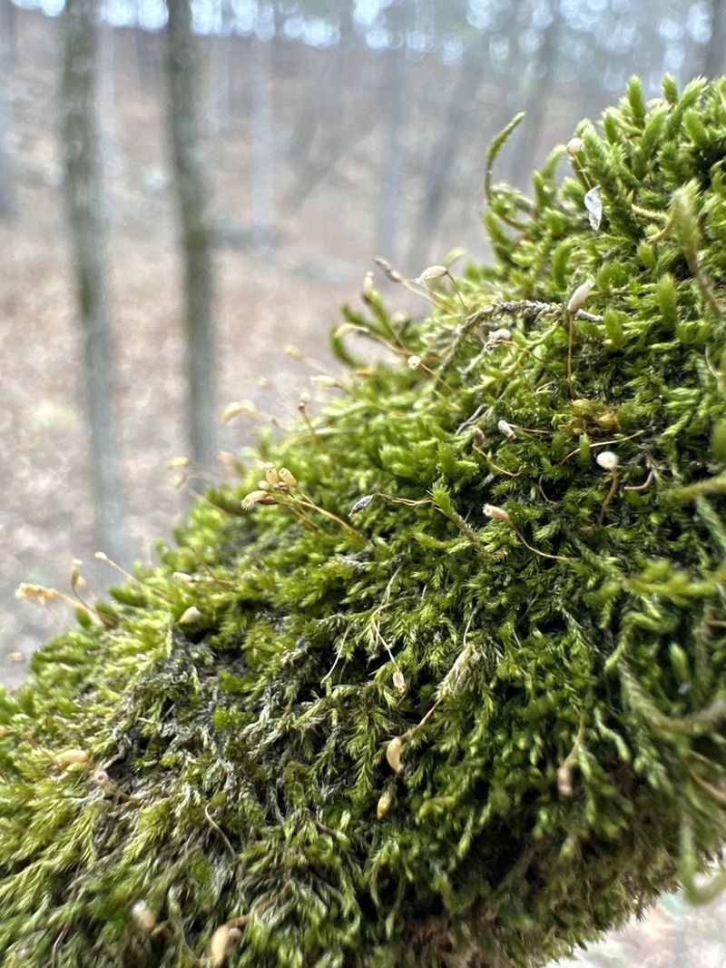Homalotheciella Moss photo 8