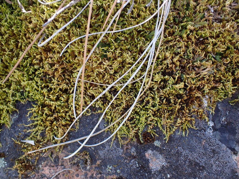 Bright Copper Homalothecium Moss