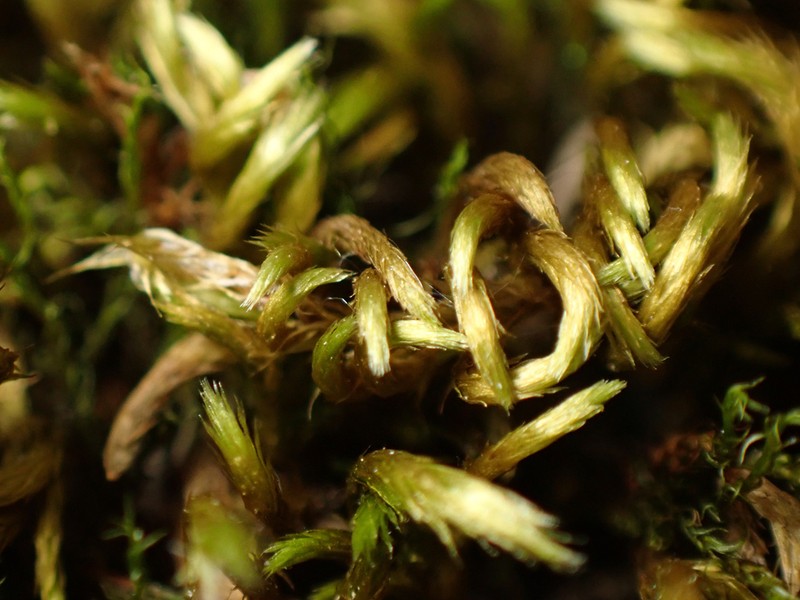 Bright Copper Homalothecium Moss photo 2