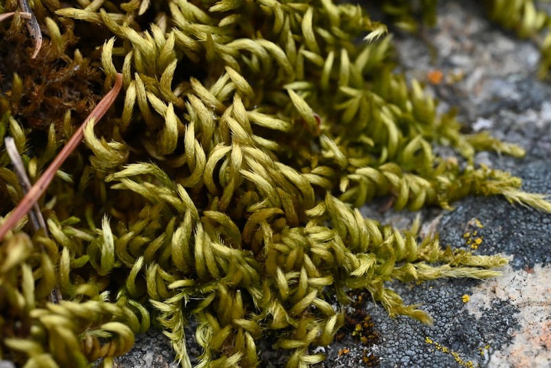 Bright Copper Homalothecium Moss photo 3