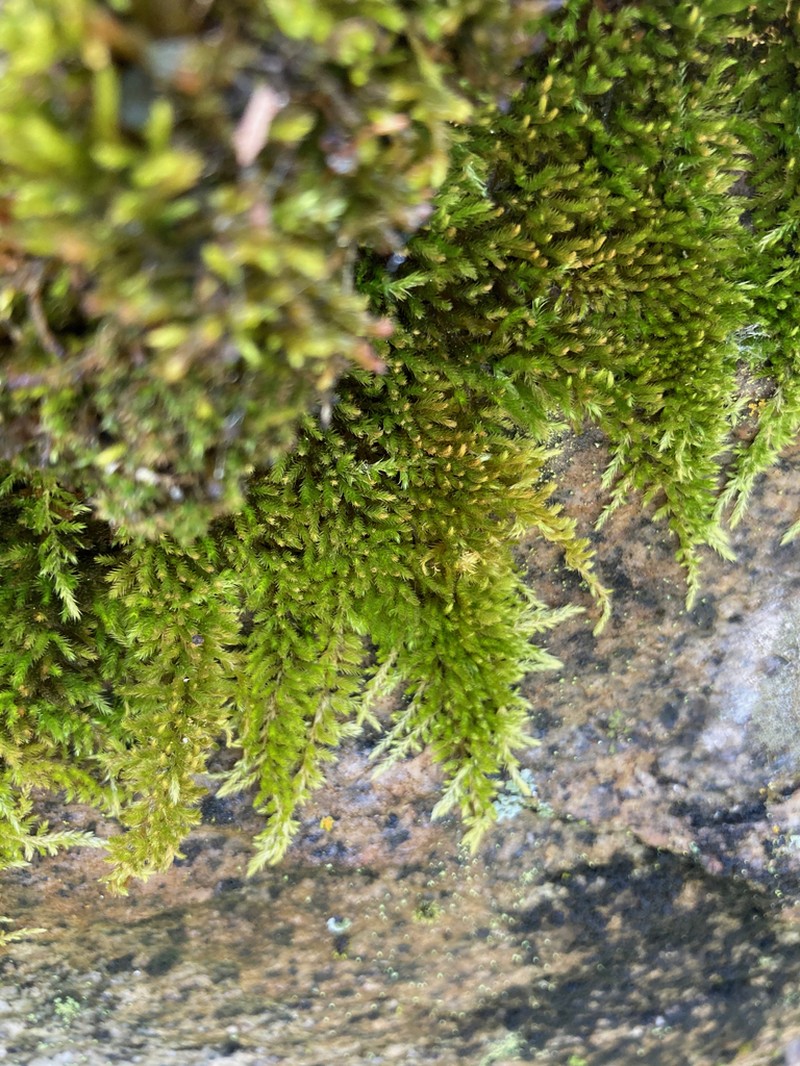 Bright Copper Homalothecium Moss photo 4