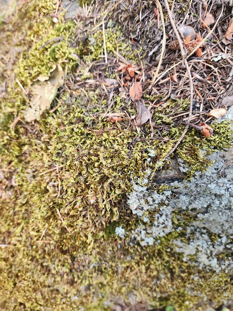 Bright Copper Homalothecium Moss photo 5