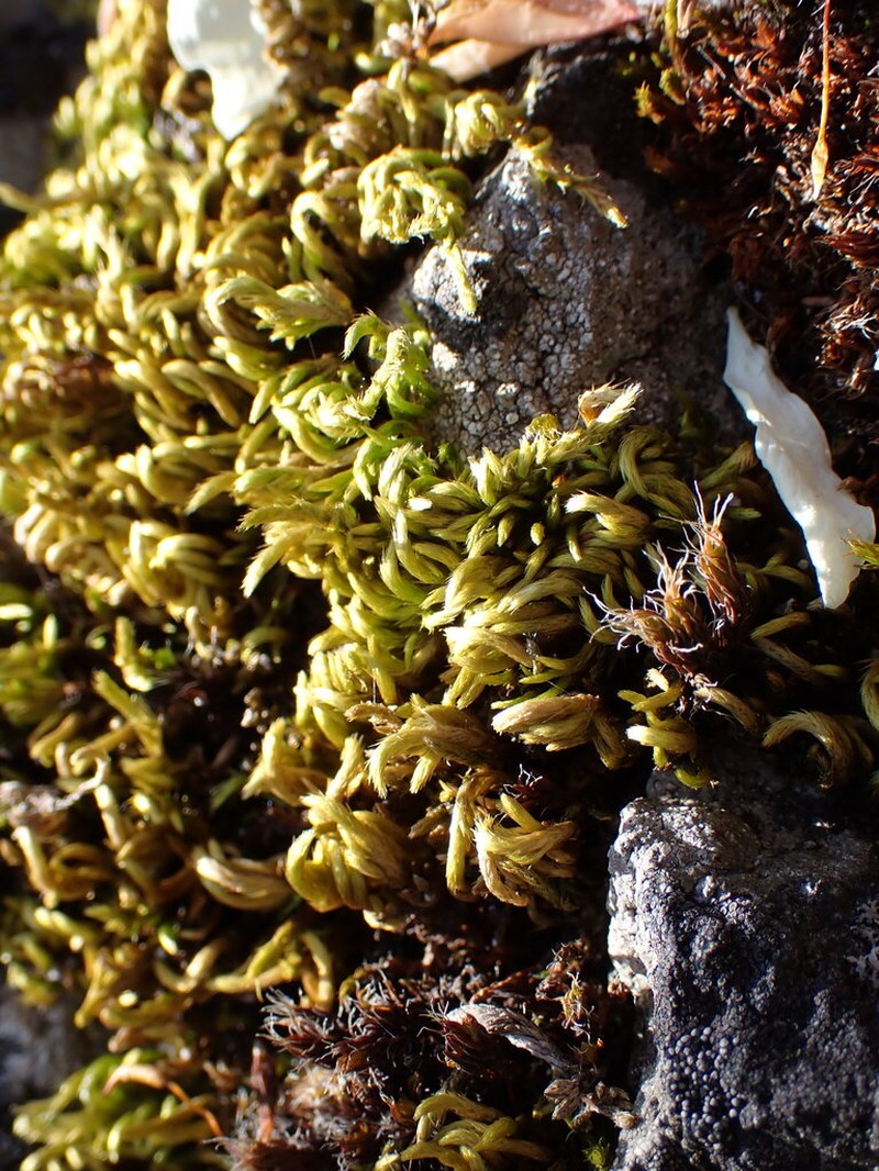 Bright Copper Homalothecium Moss photo 6