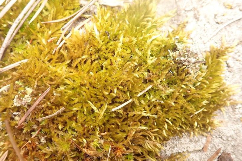 Bright Copper Homalothecium Moss photo 7