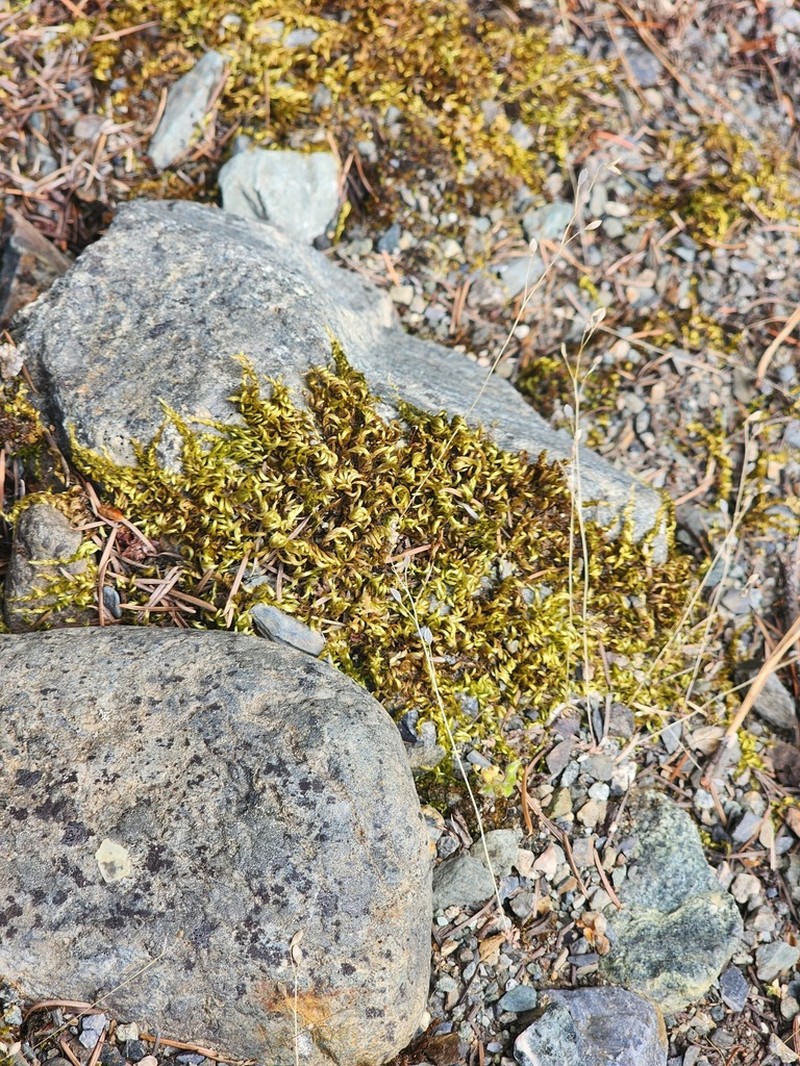 Bright Copper Homalothecium Moss photo 8