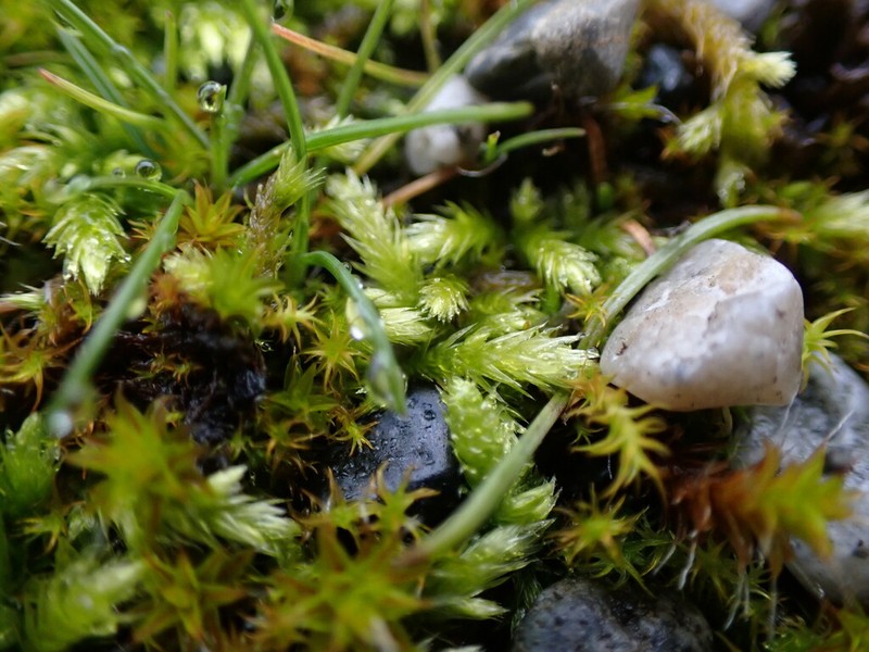 Sandwort Homalothecium Moss