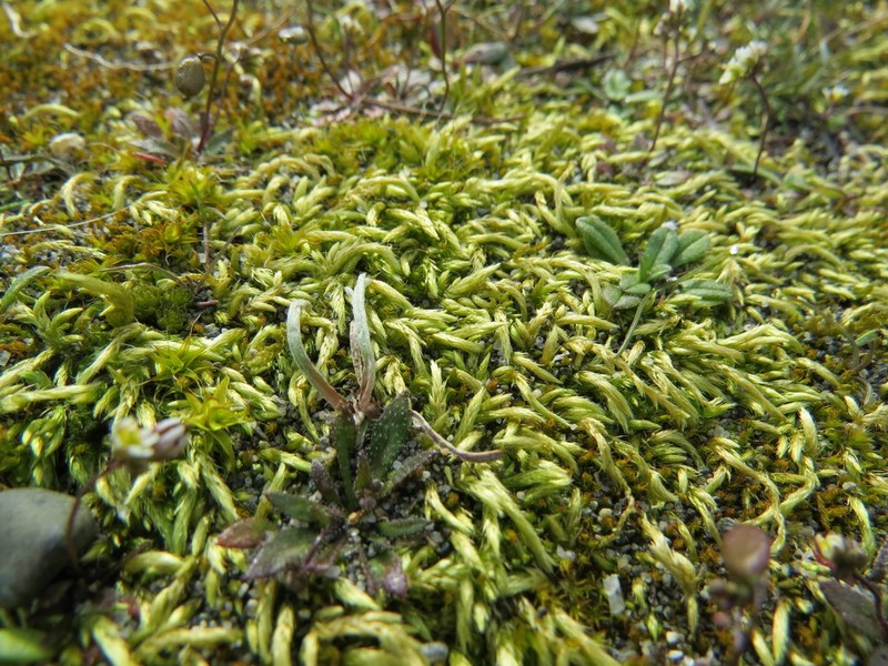 Sandwort Homalothecium Moss photo 2