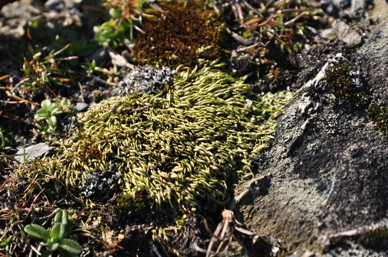 Sandwort Homalothecium Moss photo 3