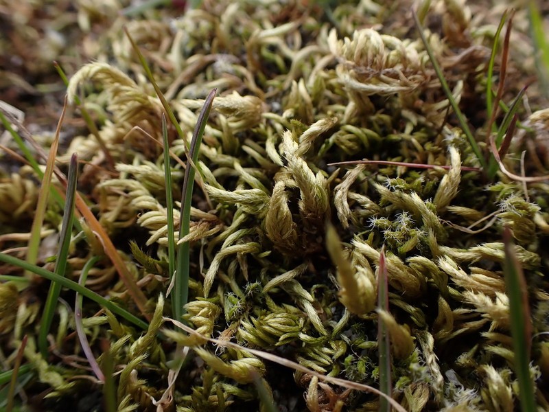 Sandwort Homalothecium Moss photo 4
