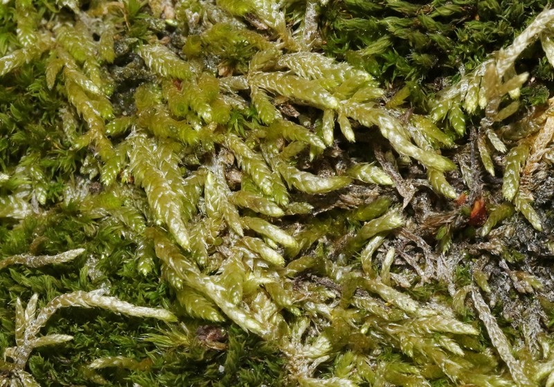 Sandwort Homalothecium Moss photo 5
