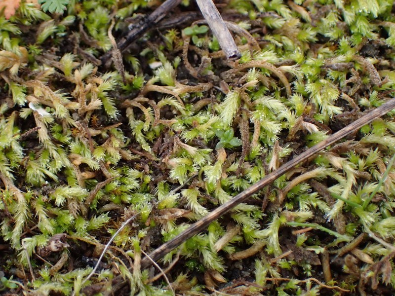 Sandwort Homalothecium Moss photo 7