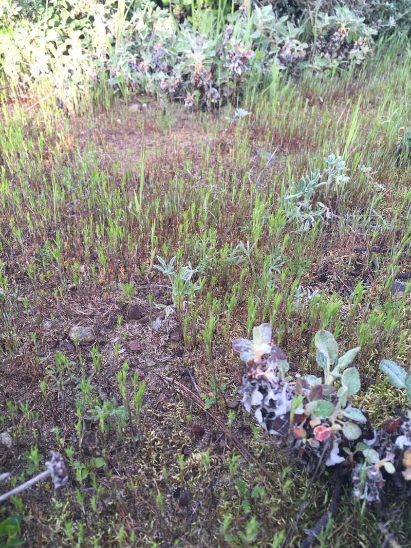 Sandwort Homalothecium Moss photo 8