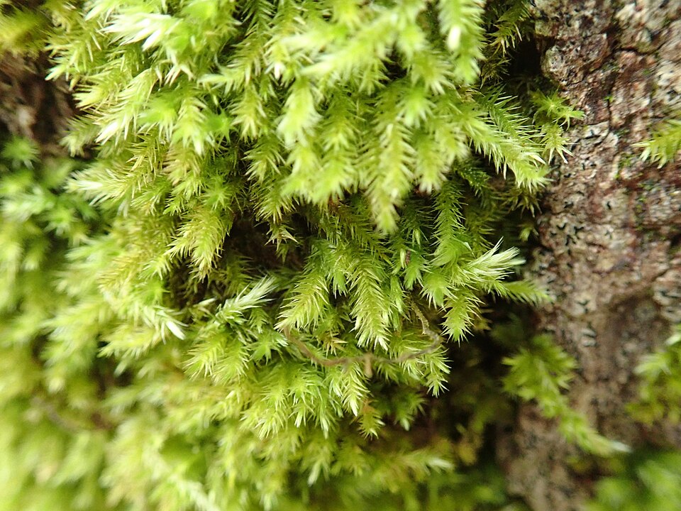 Tree Mat Homalothecium Moss