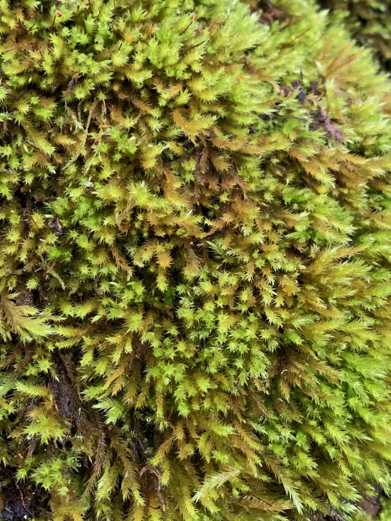 Tree Mat Homalothecium Moss