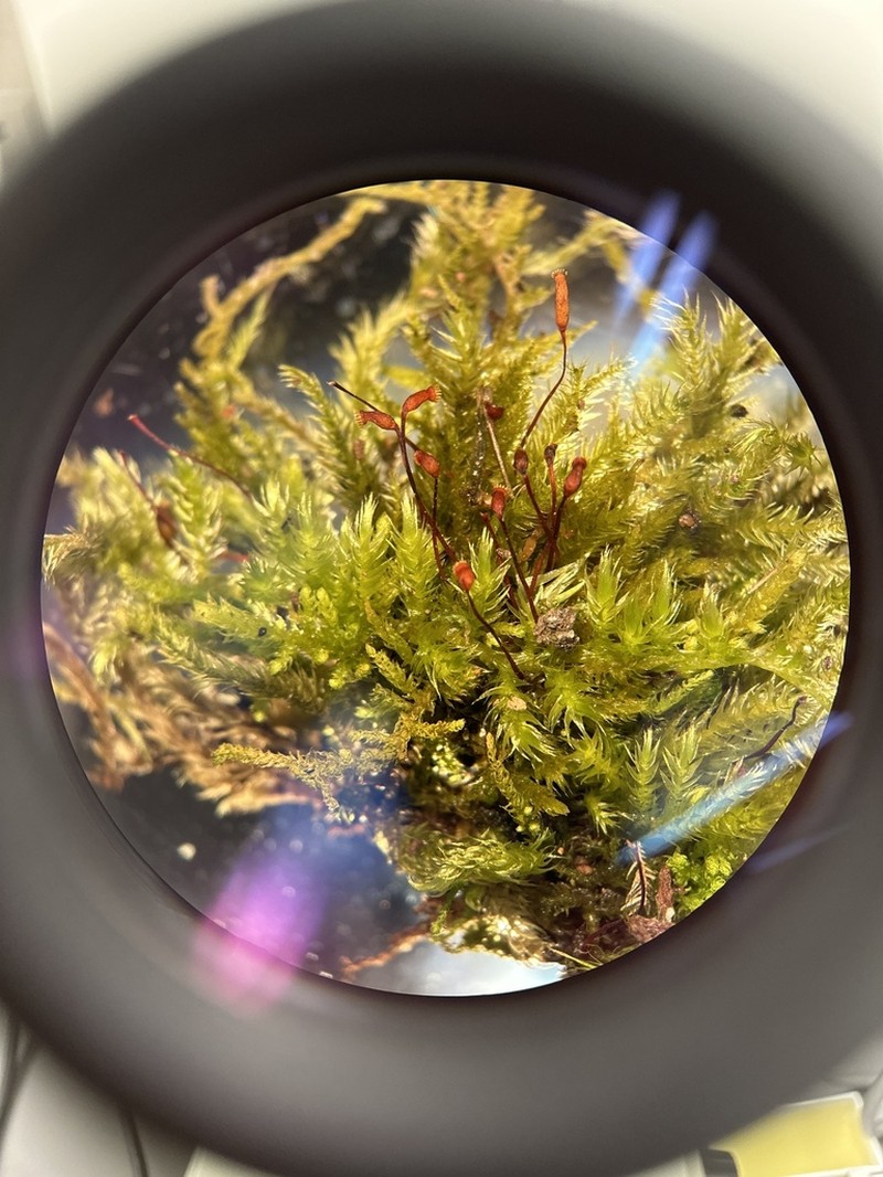 Tree Mat Homalothecium Moss photo 2