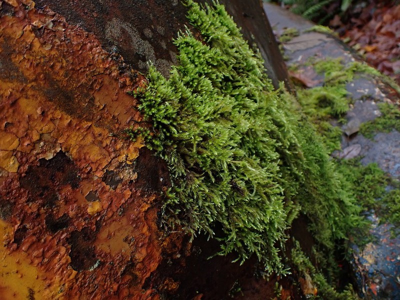 Tree Mat Homalothecium Moss photo 3
