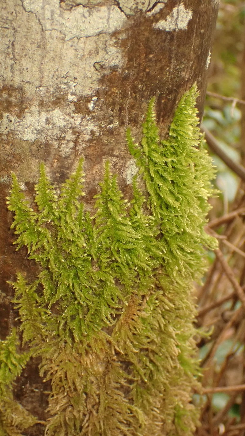 Tree Mat Homalothecium Moss photo 4