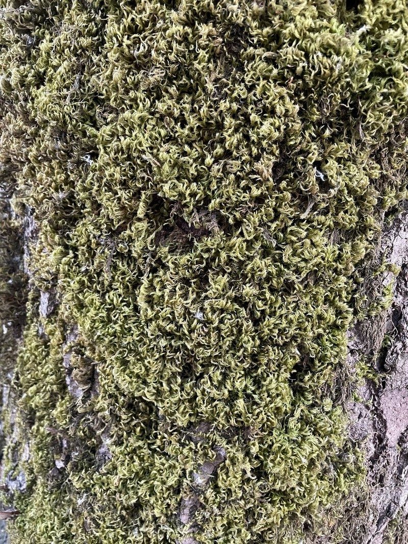 Tree Mat Homalothecium Moss photo 5