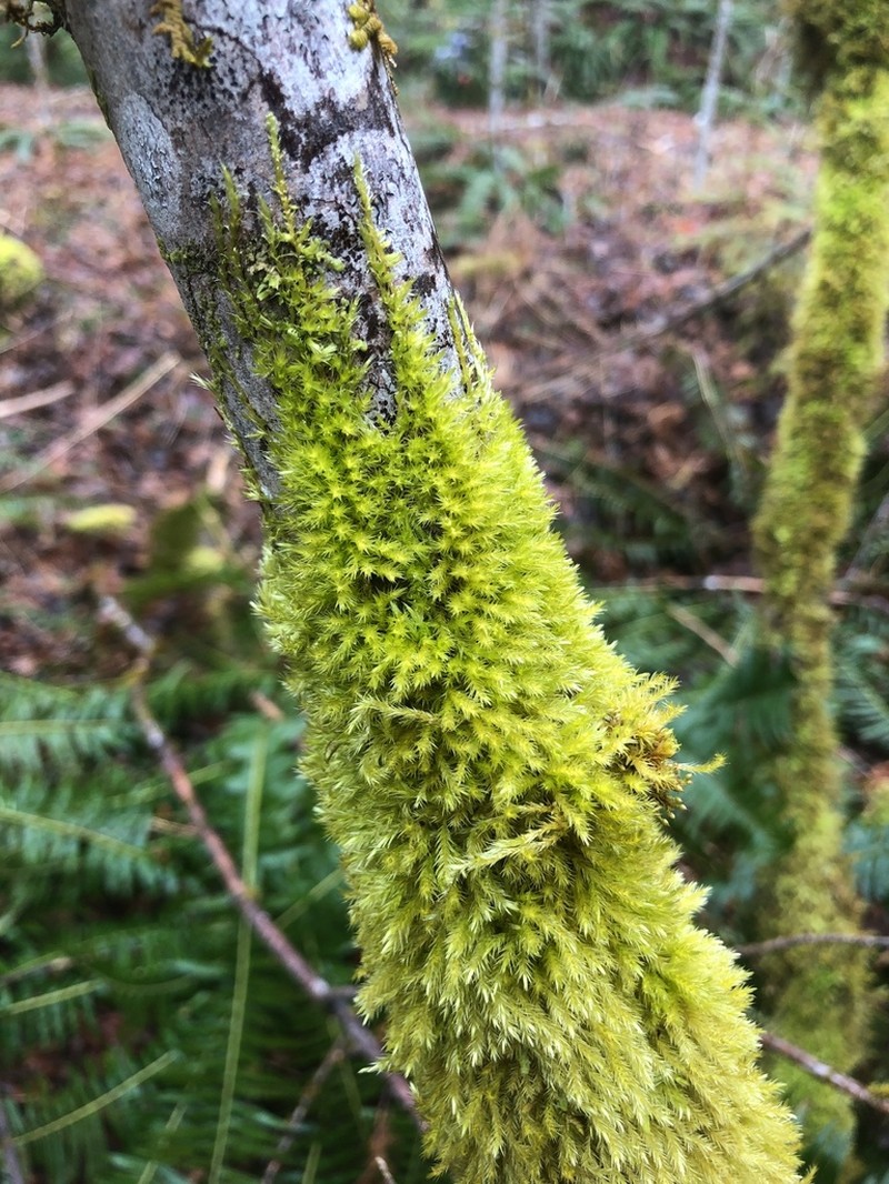 Tree Mat Homalothecium Moss photo 6
