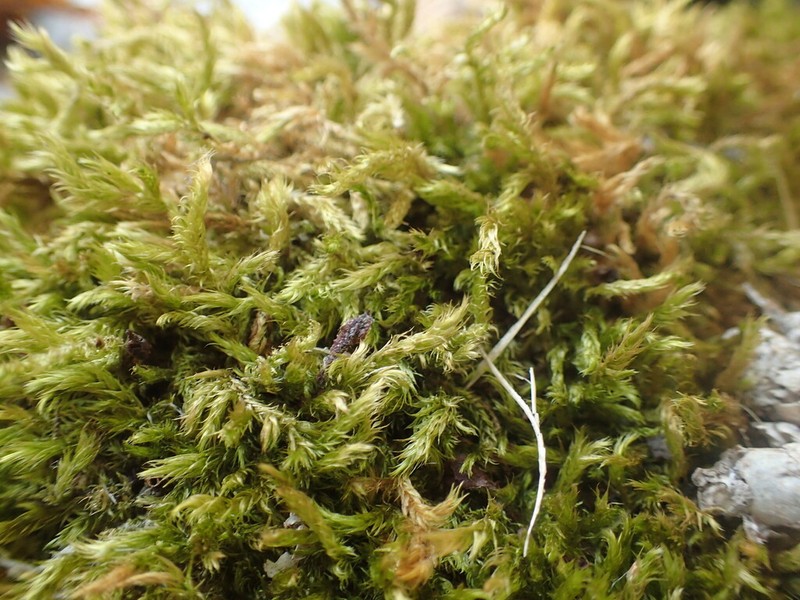 Tree Mat Homalothecium Moss photo 7