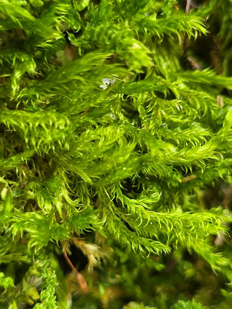 Tree Mat Homalothecium Moss photo 8